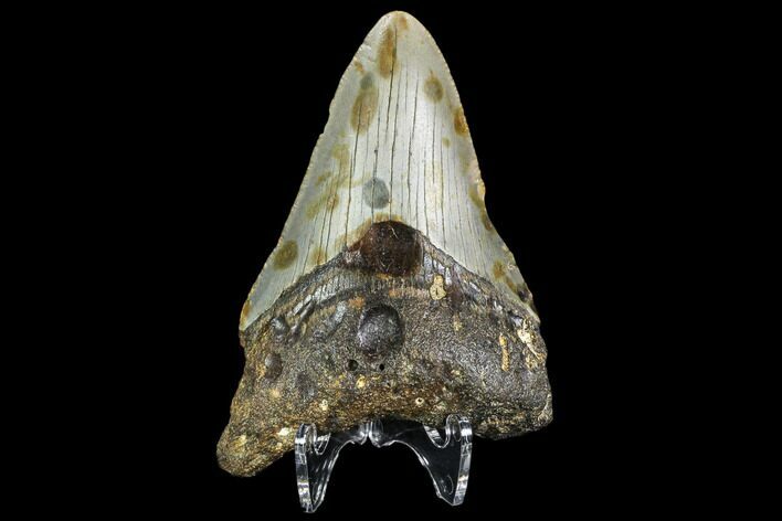 Bargain, Fossil Megalodon Tooth - North Carolina #109521